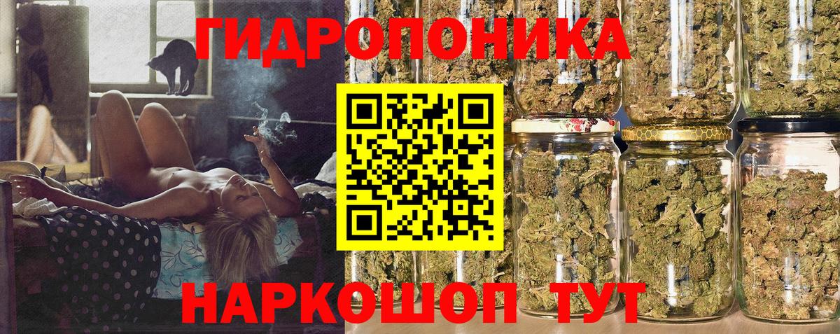 Конопля планчик Асино